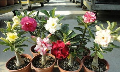 娱乐吃瓜酱沙漠玫瑰,娱乐吃瓜酱的璀璨绽放